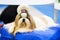 Dog of breed shih-tzu lying on blue pillow.