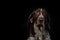 Dog breed shorthaired pointer portrait