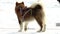 Dog breed Siberian husky, huskies, malamutes