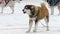 Dog breed Siberian husky, huskies, malamutes