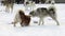 Dog breed Siberian husky, huskies, malamutes