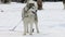 Dog breed Siberian husky, huskies, malamutes