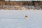 Dog of breed the Siberian Husky running on a snow beach