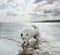 Dog breed Siberian Husky white suit in the water