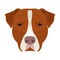 Dog breed, Stafford.Muzzle of Stafford single icon in cartoon style vector symbol stock illustration web.