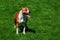 Dog breed Staffordshire Terrier