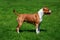 Dog breed Staffordshire Terrier