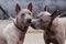 Dog breed Thai Ridgeback