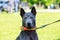 Dog breed Thai Ridgeback