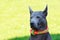 Dog breed Thai Ridgeback