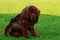 Dog breed Tibetan mastiff