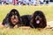 Dog breed Tibetan mastiff