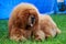 Dog breed Tibetan mastiff