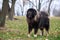 Dog breed Tibetan mastiff