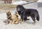 Dog breed Tibetan Mastiff with puppies