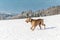 Dog breed Weimaraner, portrait in winter, in the snow. Happy weimaraner dog. Hunting dog running in the snow on a background of