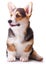 Dog breed Welsh Corgi, Pembroke