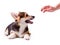 Dog breed Welsh Corgi, Pembroke