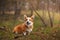 Dog breed Welsh Corgi Pembroke