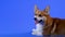 A dog of breed Welsh Corgi Pembroke lies in the studioon a blue background. The dog stuck out its pink tongue and twists