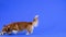 Dog breed welsh corgi pembroke plays in the studio on a blue background. The pet runs after a toy soccer ball, grabs it