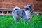 Dog breed West Siberian Laika