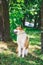 Dog breed west siberian laika on the leash in the park among the trees_