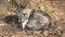 Dog breed West Siberian Laika sleeps under tree on dry leaves