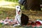 Dog breed Whippet