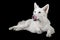 Dog Breed White Swiss Shepherd