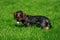 Dog breed Wire haired dachshund