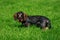 Dog breed Wire haired dachshund