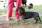 Dog breed wire-haired dachshund