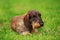 Dog breed Wire haired dachshund