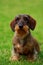 Dog breed Wire haired dachshund