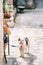 A dog breed wire-haired fox terrier on the asphalt on a leash with the owner for a walk on a sunny day.