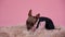 Dog breed Xoloitzcuintle in black and pink overalls in the studio on a pink background. The dog lies on a fur blanket