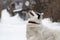 A dog of the breed Yakut husky of white color with black spots and blue eyes catches snowflakes outside on the street in winter