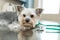 Dog breed Yorkshire terrier lies next to a stethoscope on a metal table in a veterinary clinic. Pet health care concept. Posing