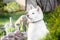Dog breeds Akita inu Hachi. color white
