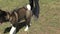 Dog breeds American Akita on a walk