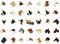 Dog breeds Avatars Isolated icons