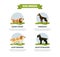 Dog Breeds Banner Template, Basset Hound, Doberman, Saint Bernard, Giant Schnauzer Vector Illustration