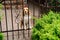 Dog breeds Beagle the iron gate in the garden of a country house