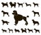 Dog breeds black icons in set collection for design.Dog pet vector symbol stock web illustration.