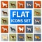 Dog breeds flat icons in set collection for design.Dog pet