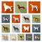 Dog breeds flat icons in set collection for design.Dog pet vector symbol stock web illustration.