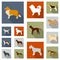 Dog breeds flat icons in set collection for design.Dog pet vector symbol stock web illustration.