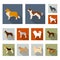 Dog breeds flat icons in set collection for design.Dog pet vector symbol stock web illustration.