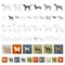 Dog breeds flat icons in set collection for design.Dog pet vector symbol stock web illustration.